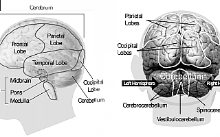 Polędwica mózgowa